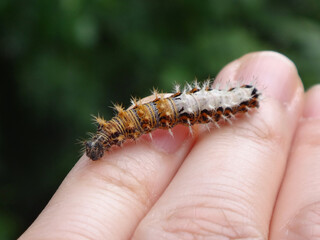 The comma butterfly (Polygonia c-album) caterpillar walking on a human hand