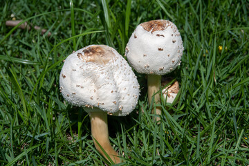 The mushroom Chlorophyllum molybdites is a toxic fungus with a large cap and green spores. It grows in lawns and open areas and can cause poisoning if ingested.