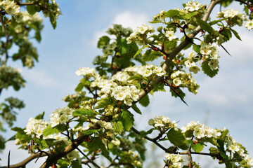 Hawthorn rataegus aestivalis blossom in spring, white hawthorn flowers close-up