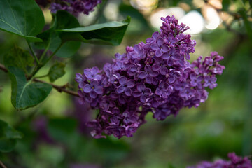 purple lilac flowers
