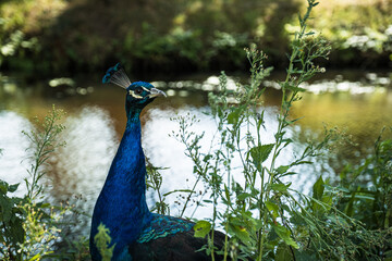 Colorful peacock stands proudly among green foliage by a calm waterway, highlighting the intricate details of its feathers and the peaceful natural setting