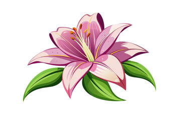 pink lily flower