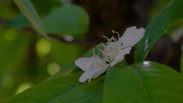 Medlar in flowering, slight breeze, spring (Mespilus germanica) - (4K)