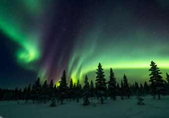Fototapeta premium Aurora borealis over snowy forest