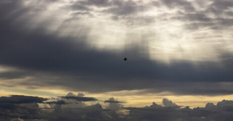 Silhouette of Bird Flying Under Dramatic Cloudy Sky