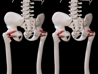 3d Illustration of Gemellus Muscle Movement