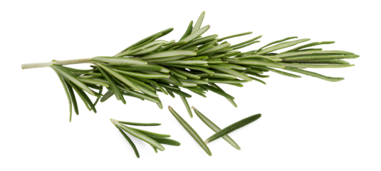 rosemary sprig isolated on white background