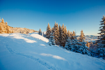 Scenic image of fir trees covered in white hoarfrost on a frosty day.