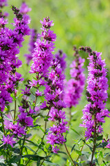 purple loosestrife, lythrum salicaria, wildflower meadow bloom
