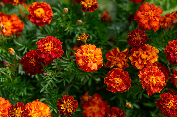 marigold flower, orange bloom, vibrant garden background