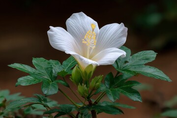 Fototapeta premium Serene White Hibiscus: A Close-Up Botanical Study