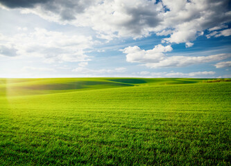 Breathtaking view of fresh green field with white fluffy clouds. Agronomic industry.