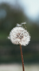 Obraz premium Nahaufnahme Blume