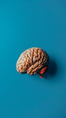 3D model of human brain on blue backdrop. Brown with pink section slightly to left, elevated. Clean, educational aesthetic.