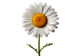 Chamomile flower isolated on transparent or white background