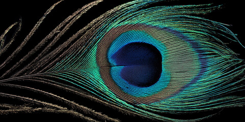 Fototapeta premium Peacock feather texture with iridescent eye pattern