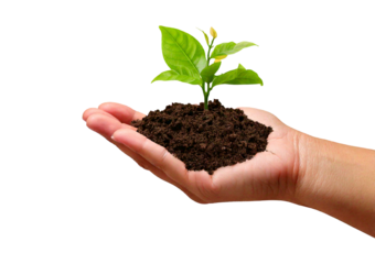 Hand holding seedling plant isolated on transparent or white background