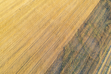 top down drone view of agricultural fields in summer cultivated with cereals, textured background for agricultural concept.