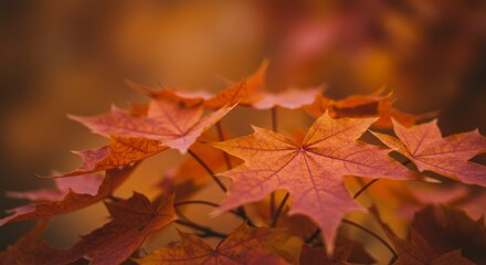 Fototapeta premium Autumnal maple leaves in vibrant colors