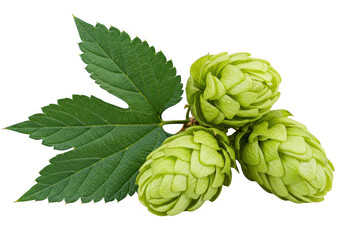 Green hops with leaf isolated on transparent background