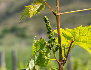 Young inflorescence of grapes growing on vine branch in vineyard