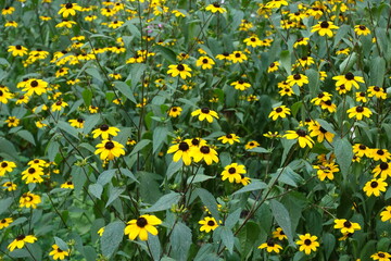 Flowering yellow Rudbeckia triloba in mid August