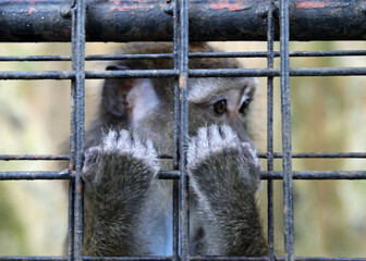 A monkey held in a cage, looking pensive