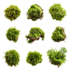 Collection of various moss clumps