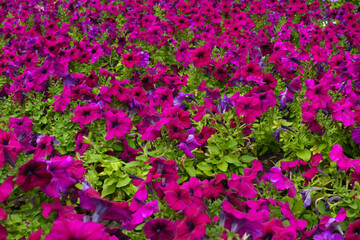 Profusion of magenta colored flowers of petunias in mid July