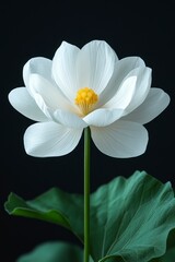 Fototapeta premium White Lotus Flower on Black Background