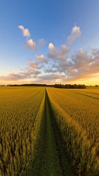 Among oats fields in summer evening sunset with beautiful clouds - 360 loop video