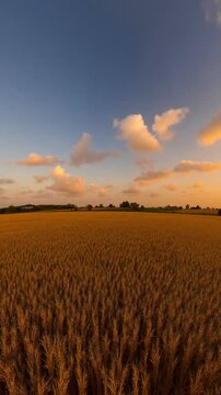 Among oats fields in summer evening sunset with beautiful clouds - 360 loop video