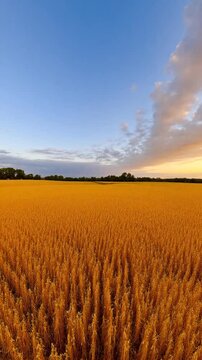 Among oats fields in summer evening sunset with beautiful clouds - 360 loop video