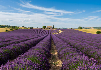 Fototapeta premium Lavender field and small building