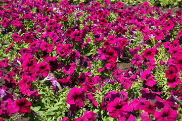 Summer flowers - magenta colored petunias in July
