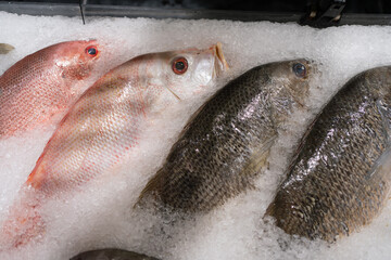 Various types of fresh fish displayed on crushed ice at seafood market.