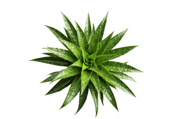 Green Succulent Plant, Sharp Leaves, with transparent background.