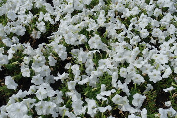 Lots of white flowers of petunias in July