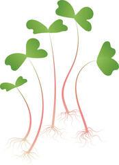 Several microgreen sprouts with green leaves, pink stems and visible roots. Isolated on white background.