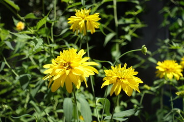 Couple of yellow flowers of Rudbeckia laciniata Goldquelle in mid July