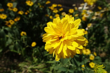 Macro of yellow flower of Rudbeckia laciniata Goldquelle in August