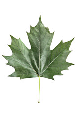 Isolated Green Plane Tree Leaf