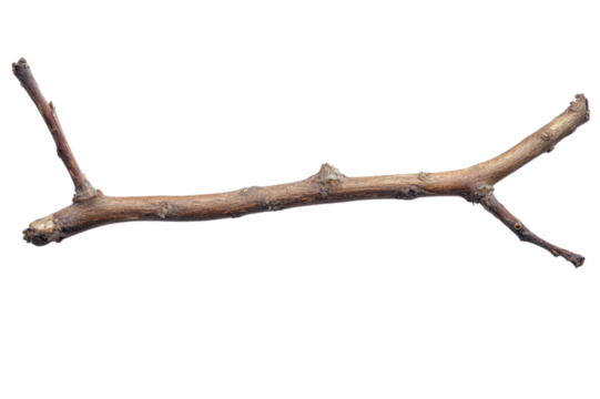 Closeup of a Rustic Branch . Transparent background PNG