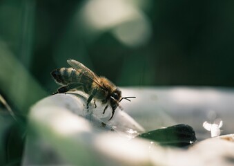 Witness the enchanting moment as a bee collects pollen from colorful blossoms in a lush garden, showcasing nature's artistry and the vital role of pollinators in sustaining biodiversity