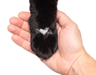 Obraz premium A human hand gently holds a black cat