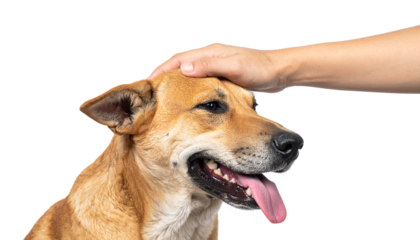 A happy dog is being gently petted on the head by a person's hand.