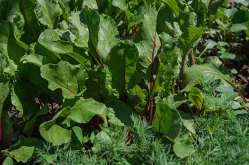 green beet leaves in the garden on a sunny day