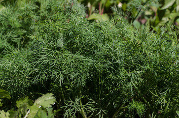 background of green dill branches on a sunny day