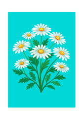 daisies on white background