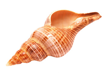 Sea shell isolated on white
